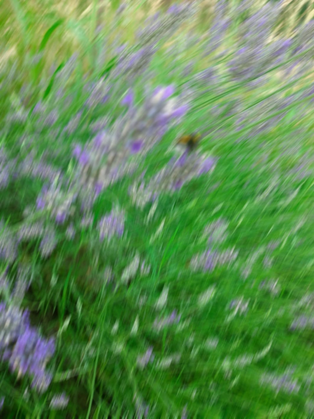 Il giardino del Roccolo